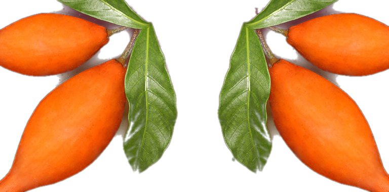 Iboga plant - orange fruit and green leaves
