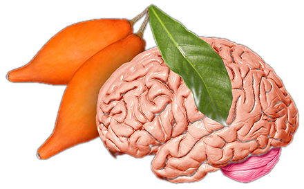 Iboga fruit beside a human brain